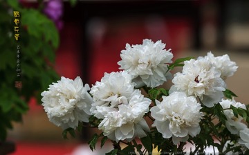 _FJ52743