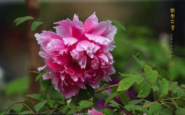 _FJ52744