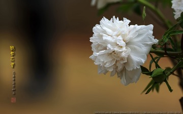 _FJ52747