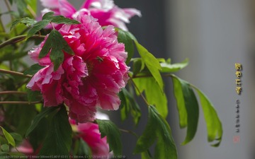 _FJ52751