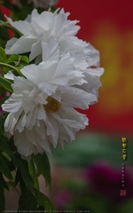_FJ52757