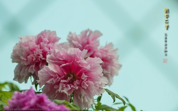 _FJ52762