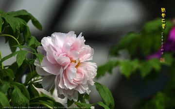 _FJ52779