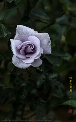 _FJ52885