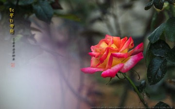 _FJ52908