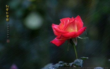 _FJ52938