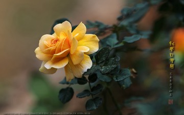 _FJ52950