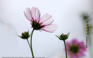 _FJ53002
