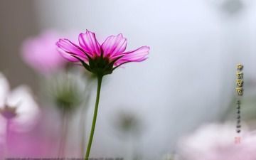 _FJ53003