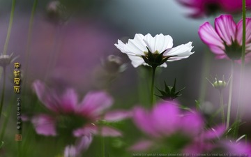 _FJ53005