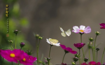_FJ53045