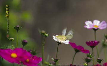 _FJ53046