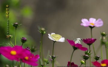 _FJ53047