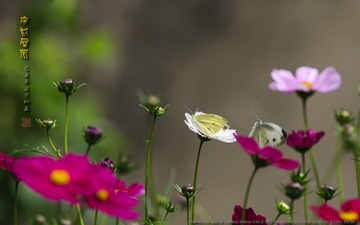 _FJ53048