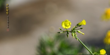 _FJ52665
