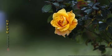 _FJ52872