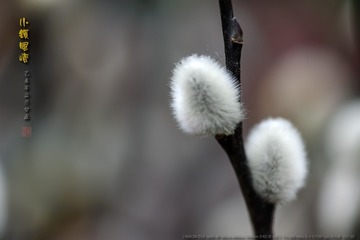 _FJ53402
