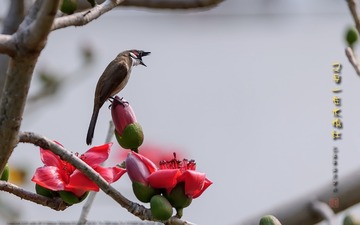 _FJ53537
