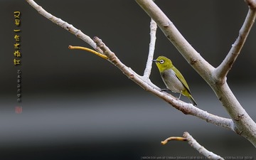 _FJ53540
