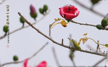 _FJ53546