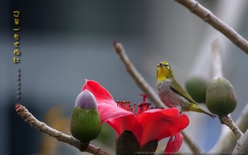 _FJ53552