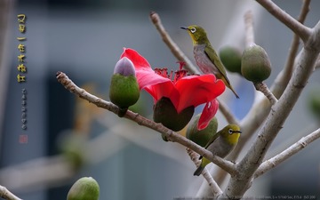 _FJ53554