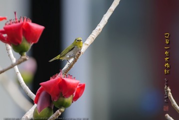 _FJ53715