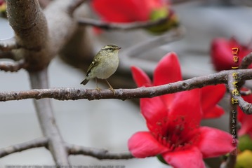 _FJ53926