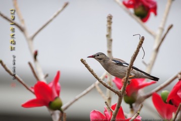 _FJ53993