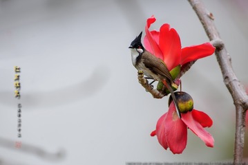 _FJ54262