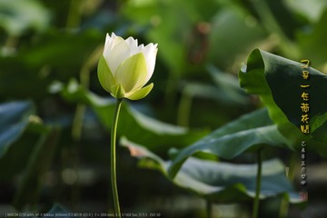 _FJ54890
