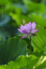 _FJ54942