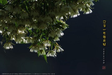 _FJ54948