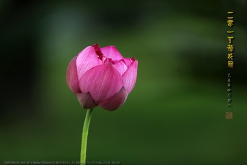 _FJ55585