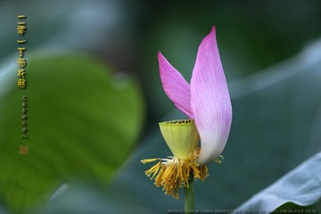 _FJ55601