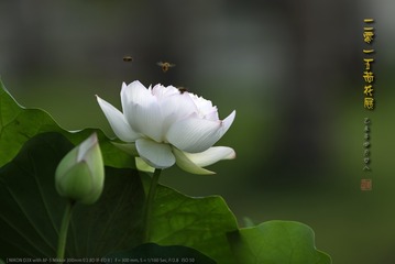 _FJ55625
