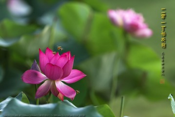 _FJ55632