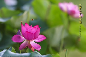 _FJ55633