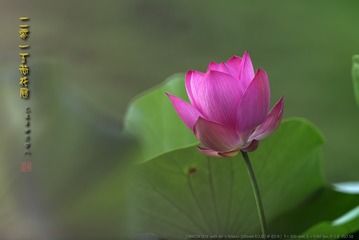 _FJ55643