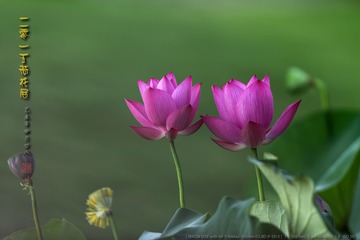 _FJ55645