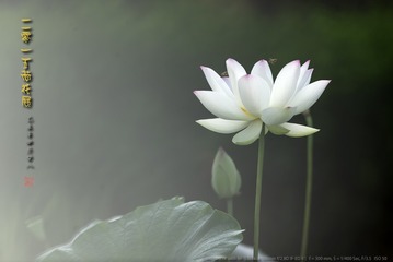 _FJ55676
