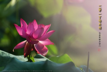 _FJ55682