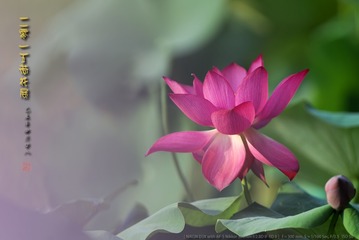 _FJ55683