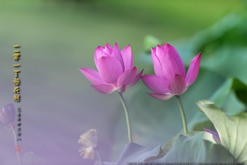 _FJ55691