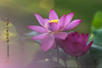 _FJ55697