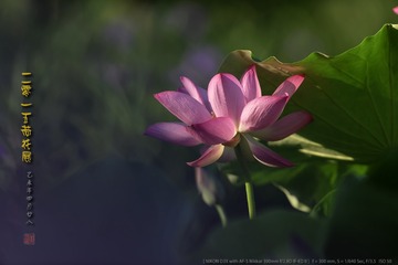 _FJ55699