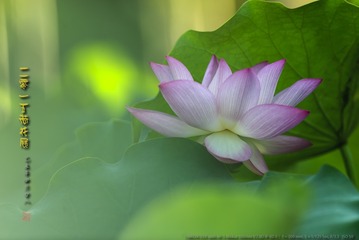 _FJ55703