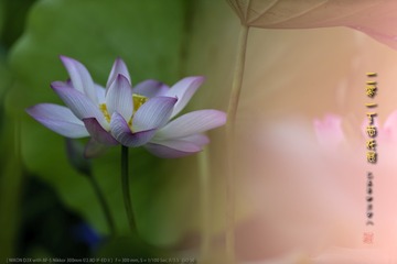 _FJ55704
