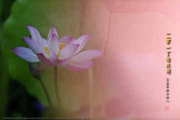 _FJ55705