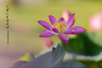 _FJ55712